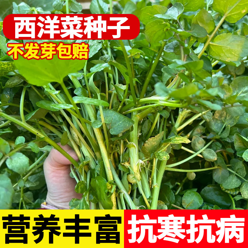 西洋菜种籽豆瓣菜种子四季菜种水芥菜蔬菜菜苗孑种苗籽种广东青菜