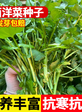 西洋菜种籽豆瓣菜种子四季种植苗