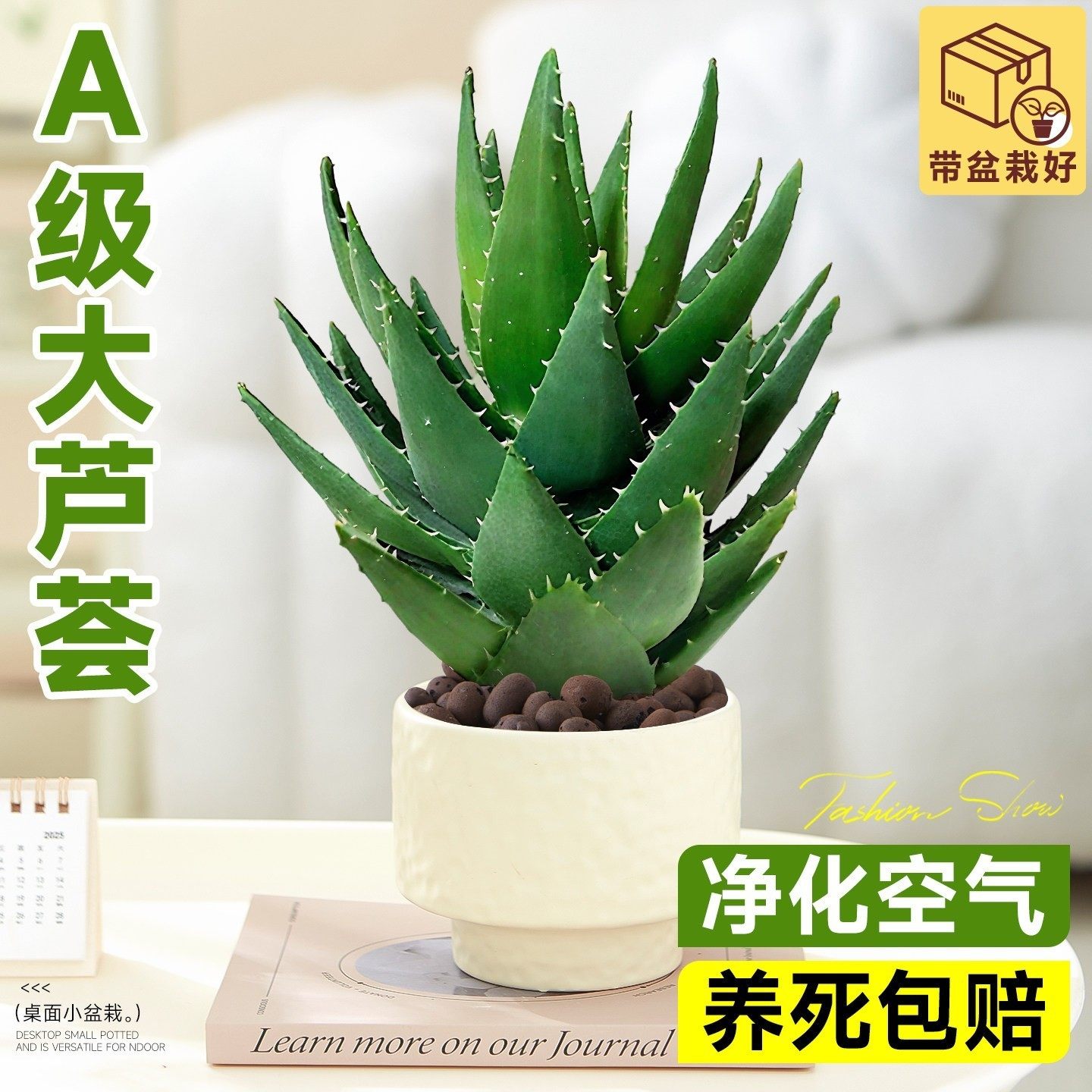 芦荟盆栽室内净化空气美容绿植物