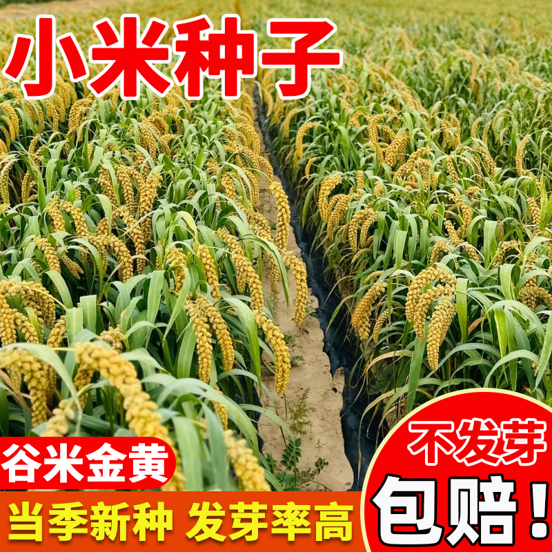 小米种子四季种植高产香甜