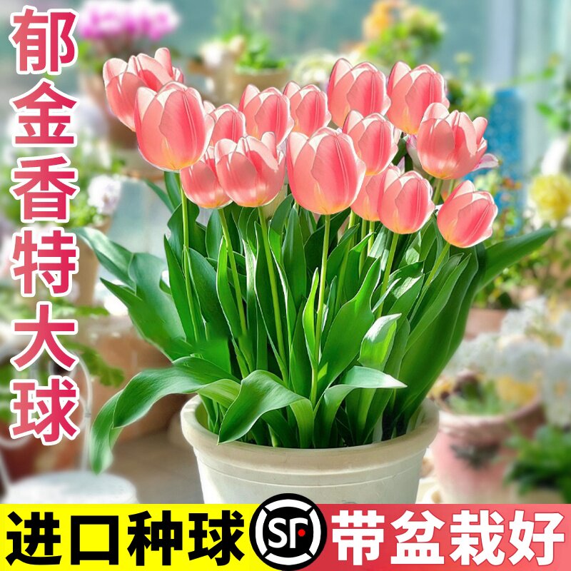 郁金香盆栽带花苞进口种球重瓣五图片