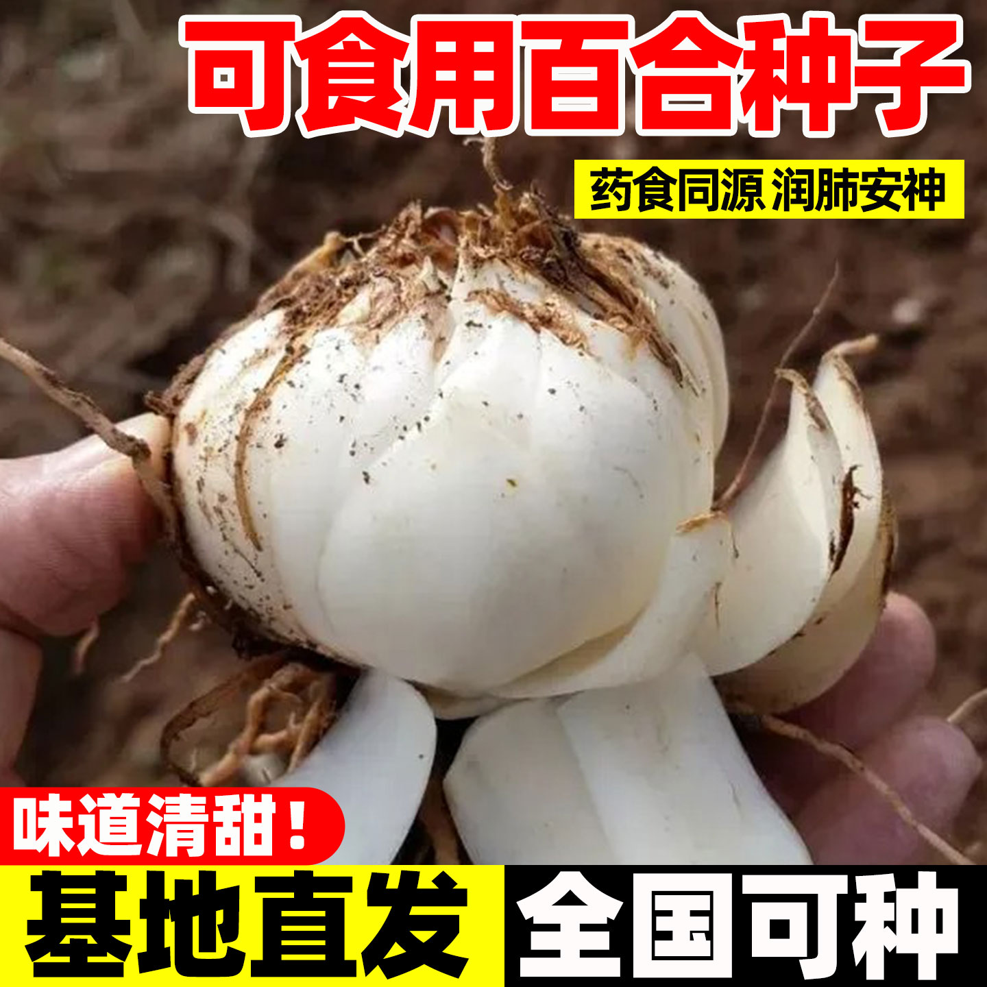 食用百合种子耐寒种子室内外图片