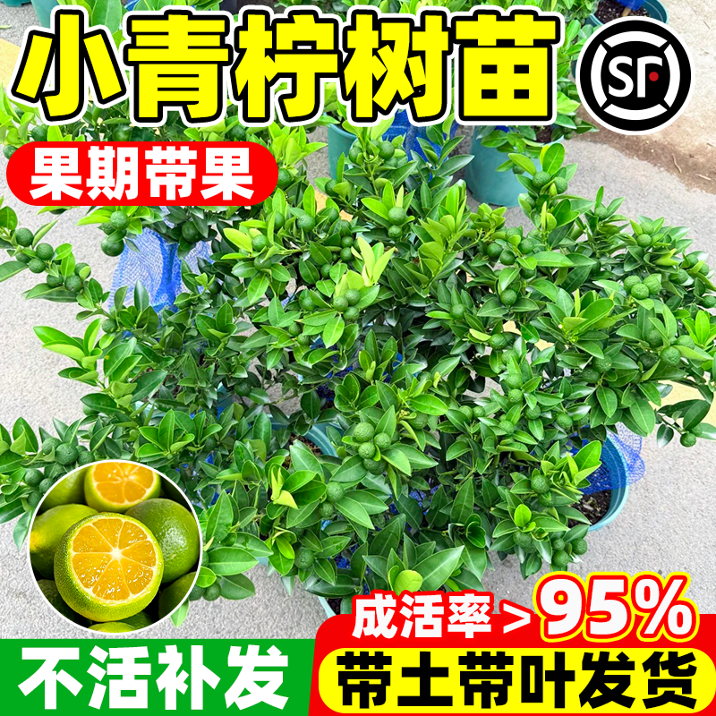 海南小青柠树苗小青桔金桔树香水柠檬树盆栽庭院阳台耐寒果树果苗