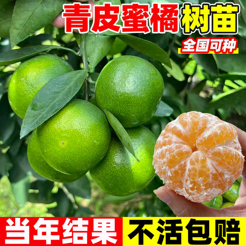 早熟青皮蜜桔耐寒橘子树果树果