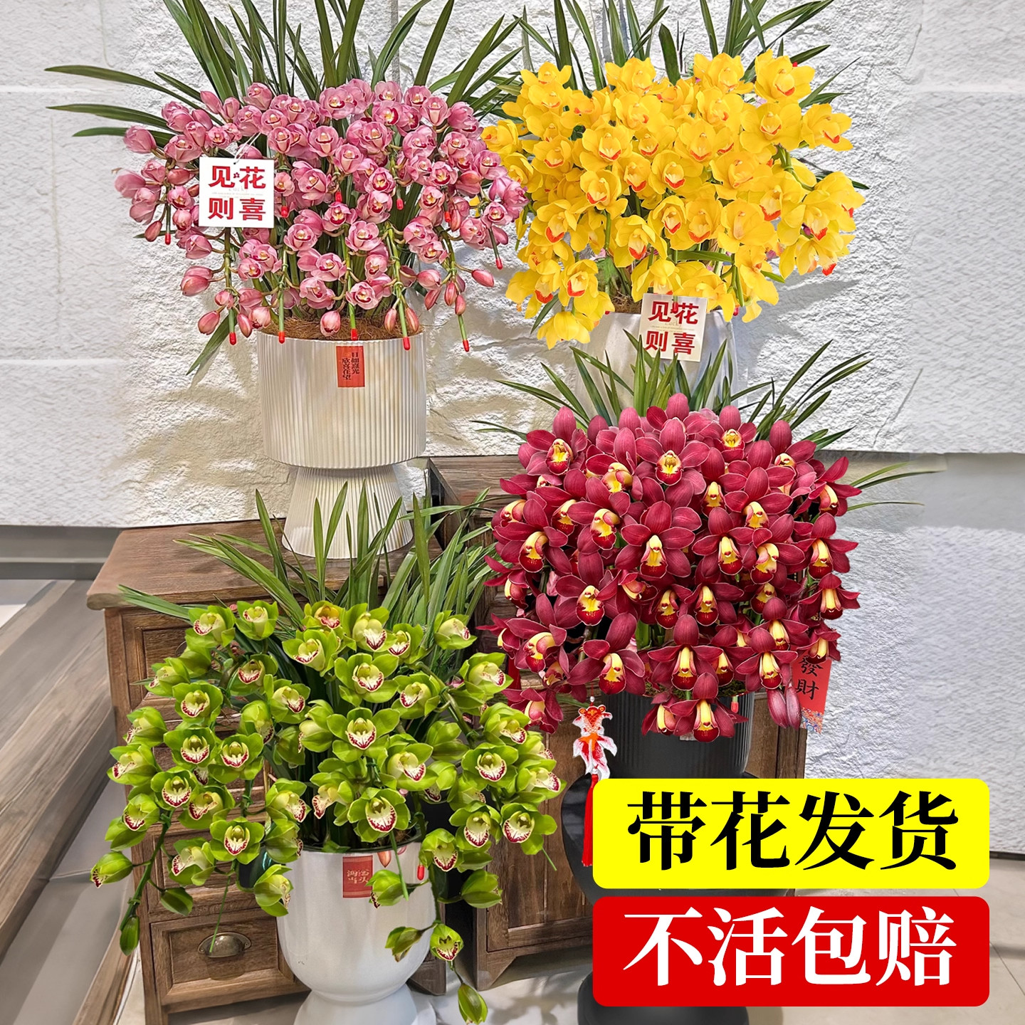 大花蕙兰兰花盆栽带花苞年宵花惠