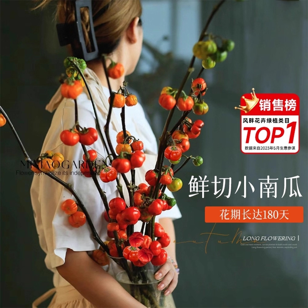 小南瓜鲜花观赏插花云南基地直发