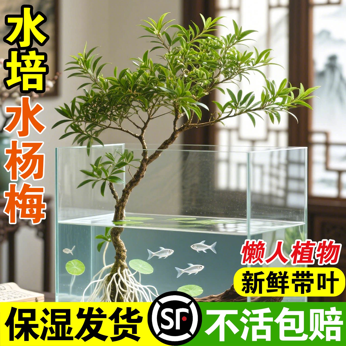 水杨梅鱼缸造景缸小微型水生盆栽水陆缸水上植物水草培根老桩原生