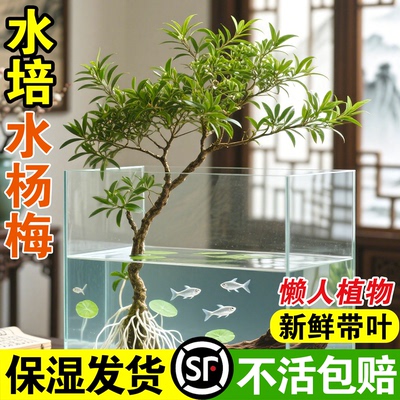 水杨梅鱼缸造景缸小微型水生盆栽