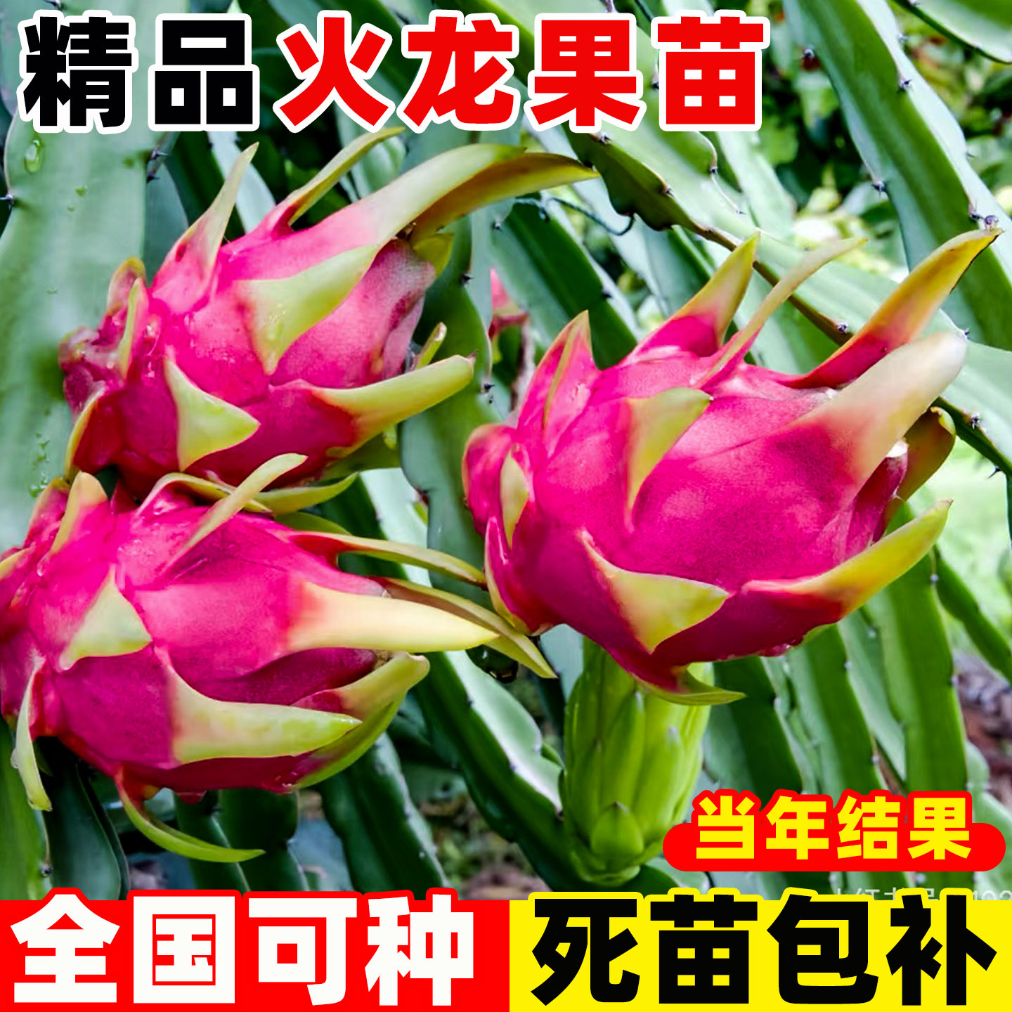广西火龙果树果苗红心金都一号高