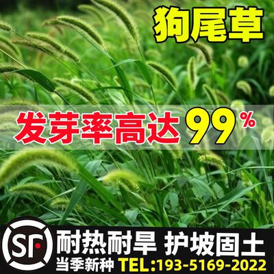 狗尾草绿化观赏草籽四季播