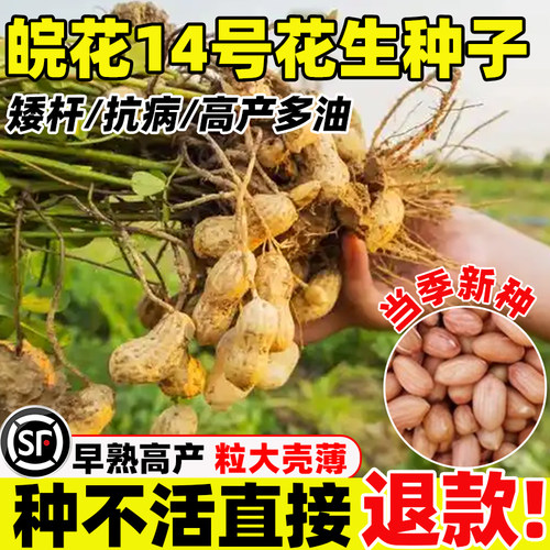 皖花14号花生种子四季早熟高产矮