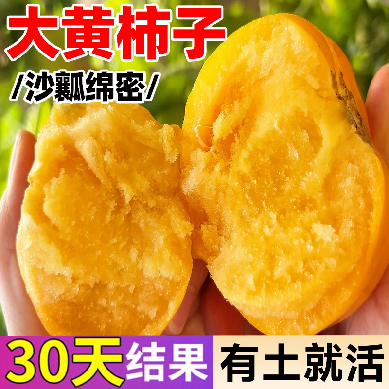 沙瓤大黄柿子番茄种子老品种西红柿黄色大果种籽四季种植盆栽秧苗 - 实物图