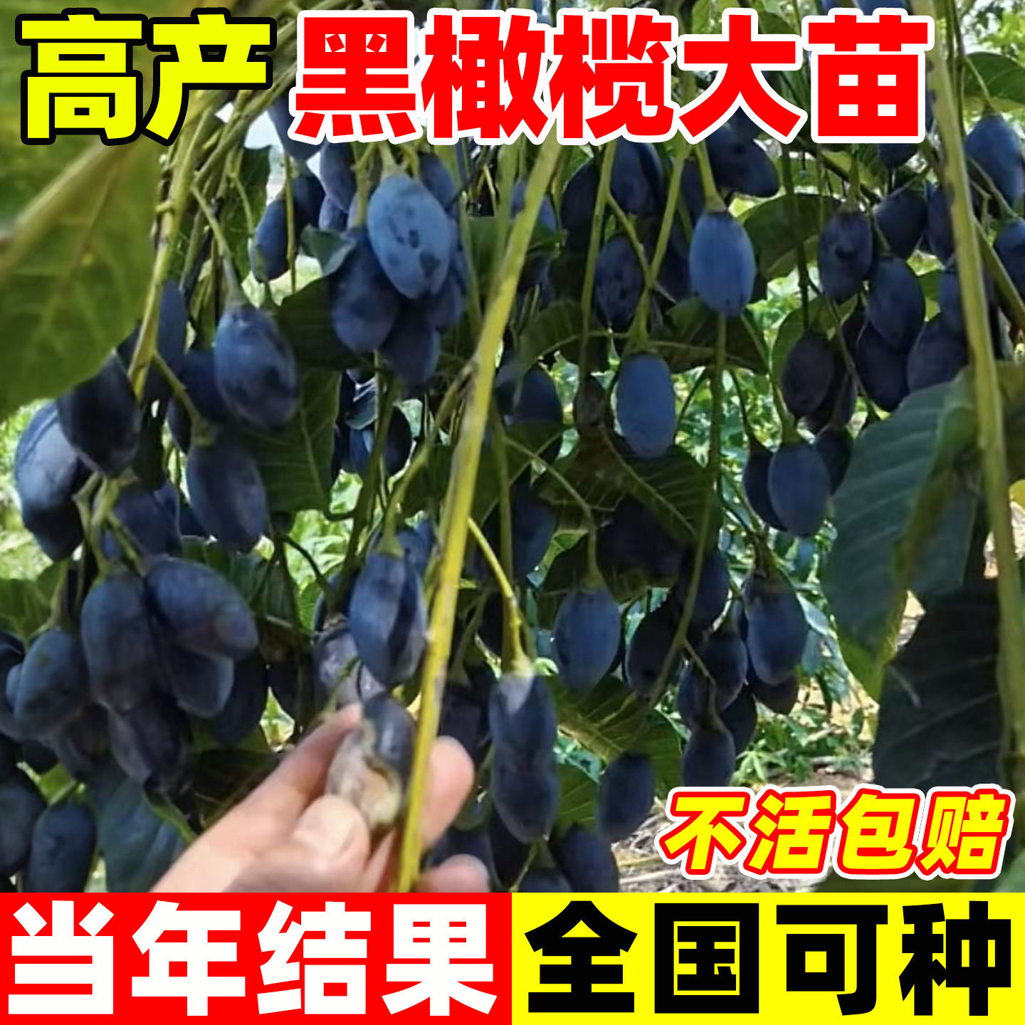 黑橄榄树果苗盆栽大型乌橄榄嫁接图片
