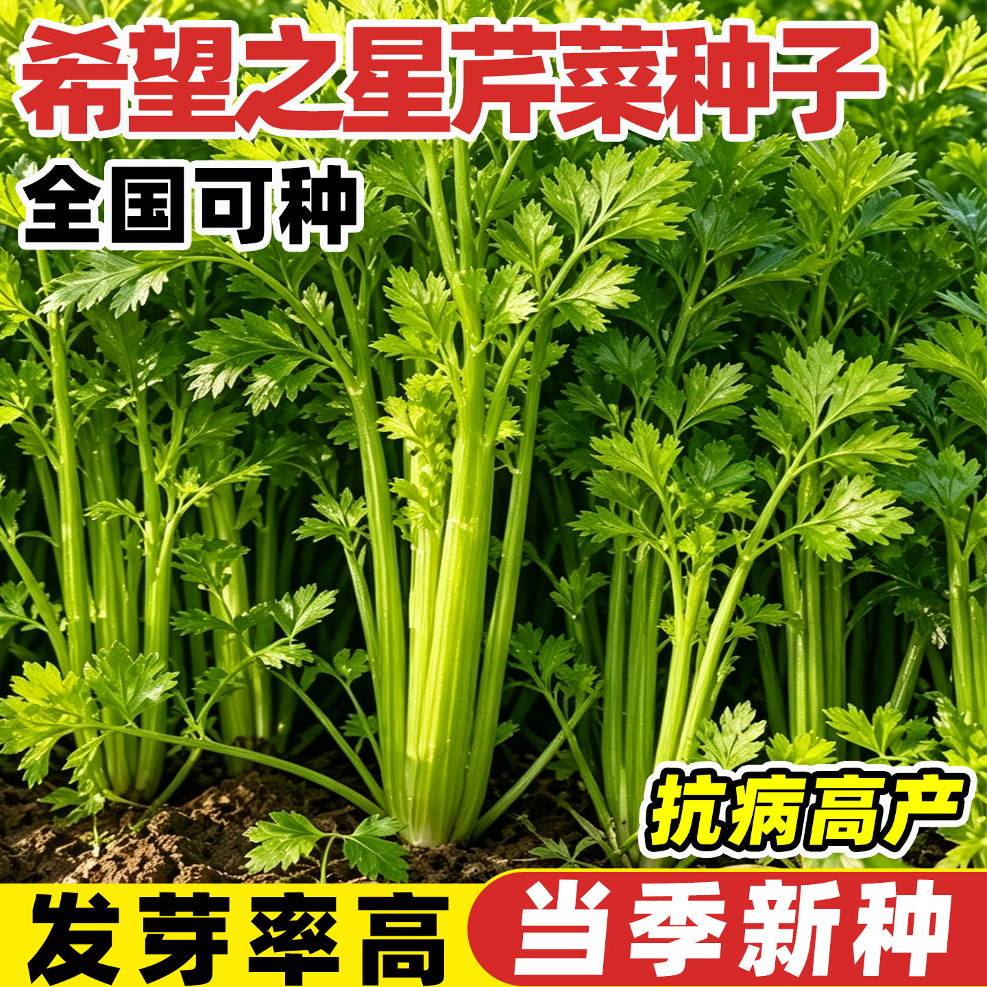 希望之星芹菜种子光亮纤维少耐低