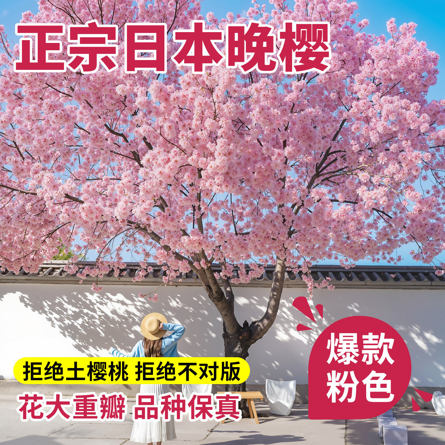 晚樱花树苗庭院大树日本南北图片
