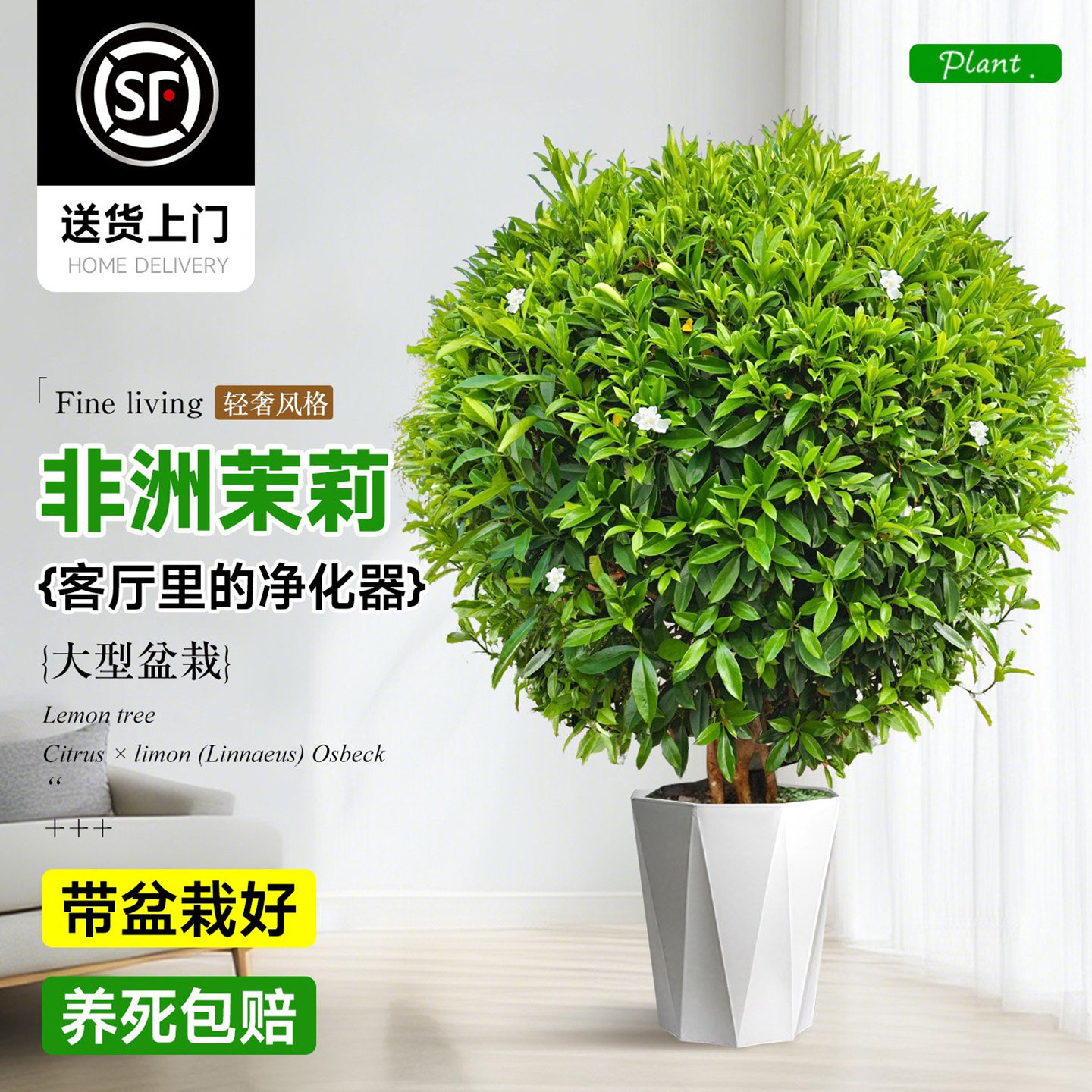 非洲茉莉花盆栽老桩花苗树苗室内