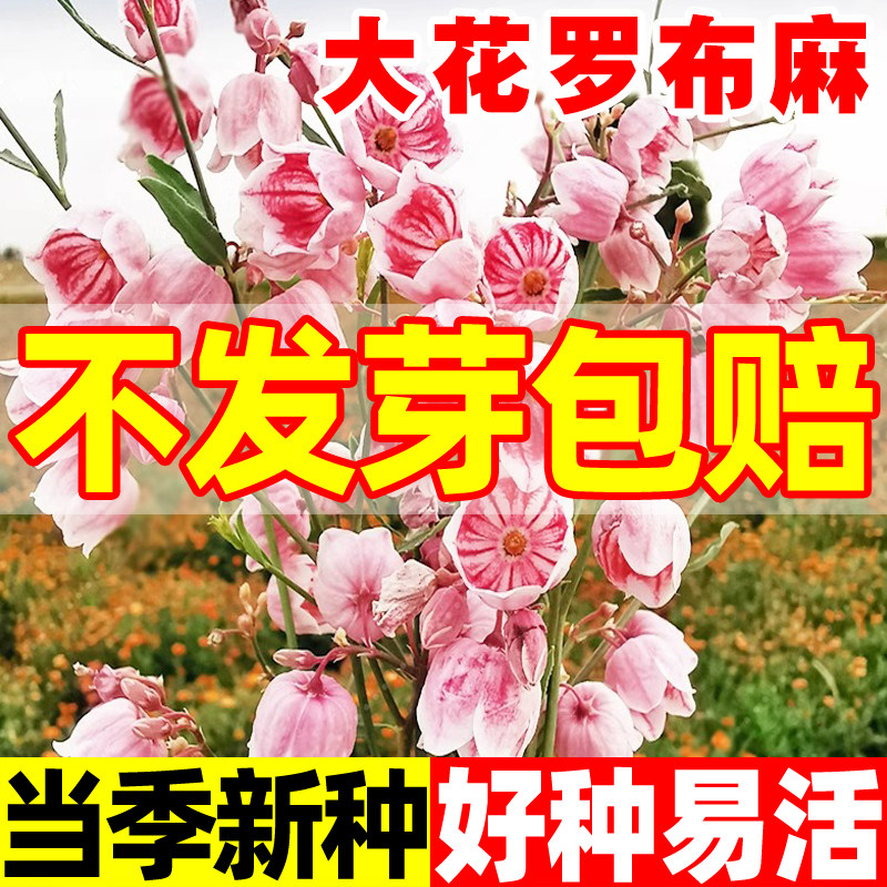 大花罗布麻种子大叶白麻野麻新疆罗布麻花种籽可泡茶耐寒耐旱春秋