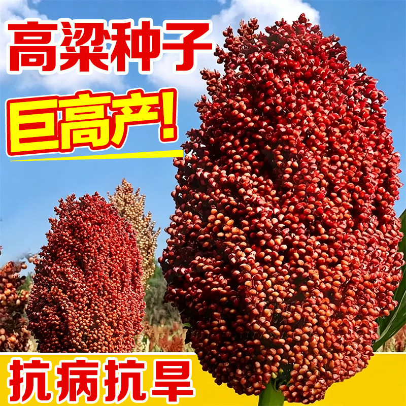 红高粱种子红缨子糯高粱矮杆酿酒甜杆正宗高产早熟四季播杂粮种籽