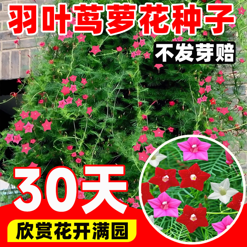 羽叶茑萝种子爬藤植物四季播种开花五角星花种籽子大全庭院花籽孑