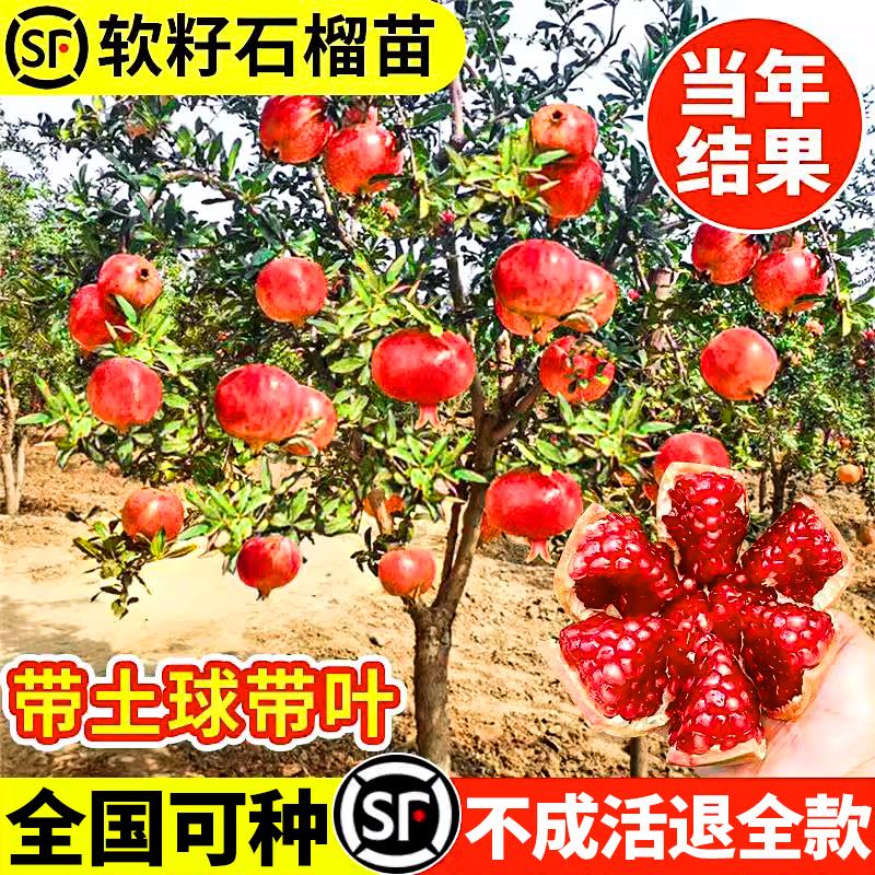 石榴树大果树苗蒙阳盆栽庭院水果果苗特大带土突尼斯软籽无籽石榴