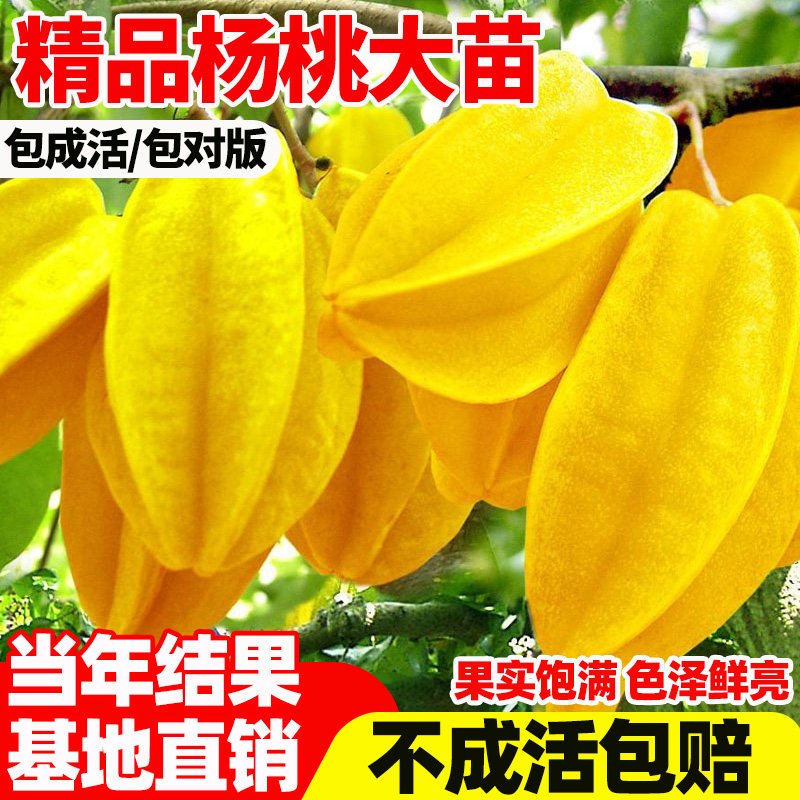杨桃树苗果结四季好养甜庭图片