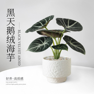 黑天鹅海芋办公室桌面小绿植室内盆栽幼儿园网红竹芋工位植物解压