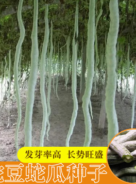 蛇豆种子阳台盆栽四季种植