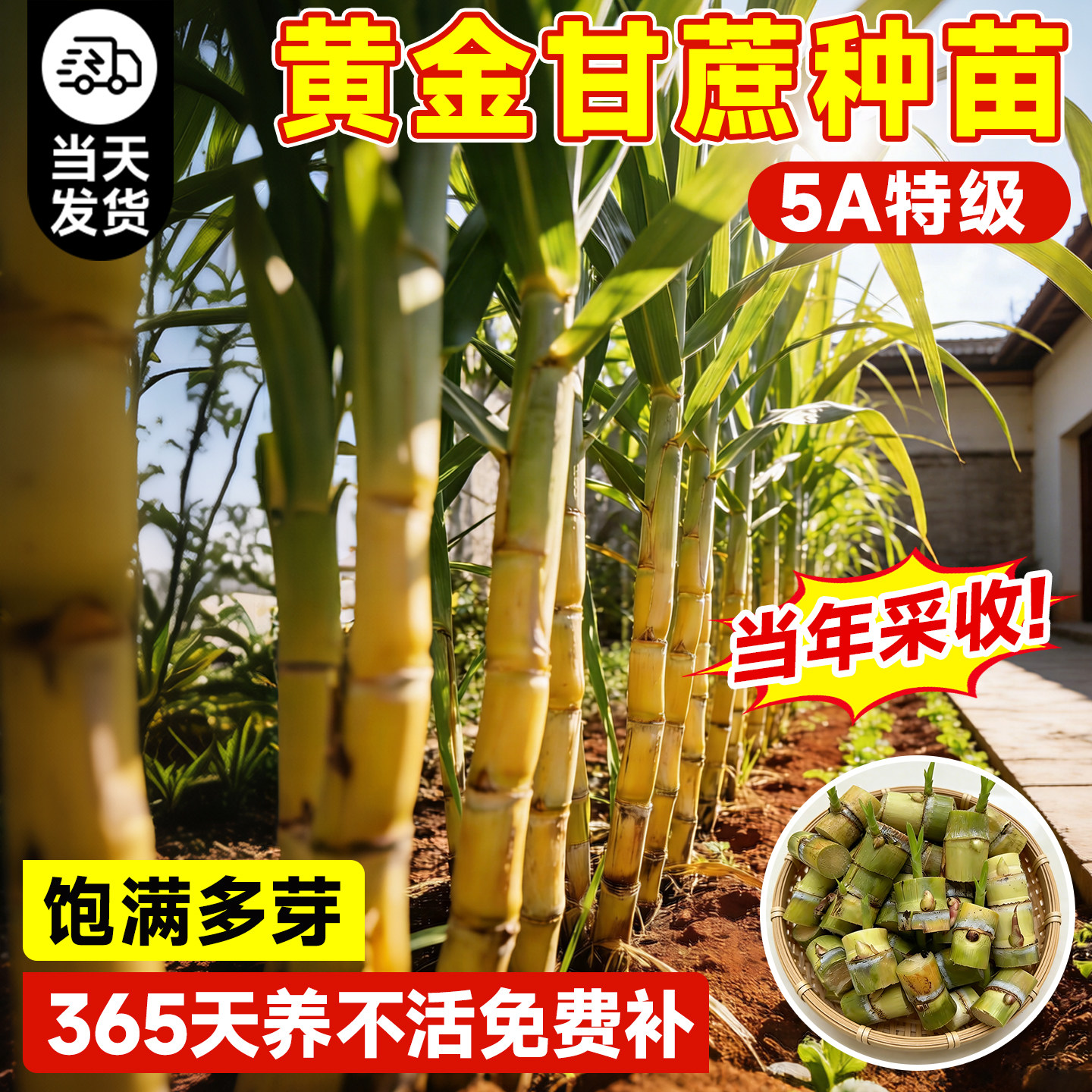 甘蔗苗种高产黄金甘蔗种苗盆栽带图片