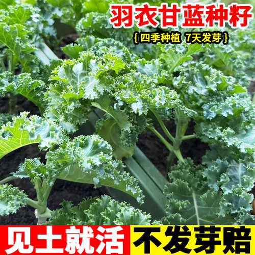 羽衣甘蓝种孑孑蔬菜种籽阳台盆栽