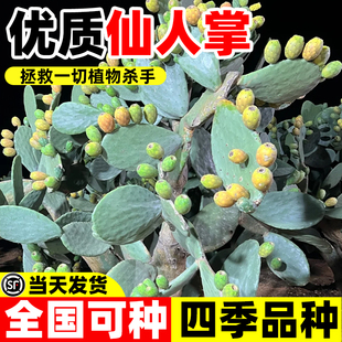 食用仙人掌果树苗盆栽水果甜过火龙果四季种可观赏可食用多肉植物