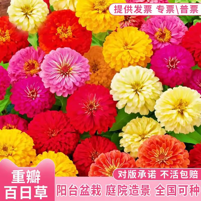 矮杆重瓣百日草花种籽子四季播种图片