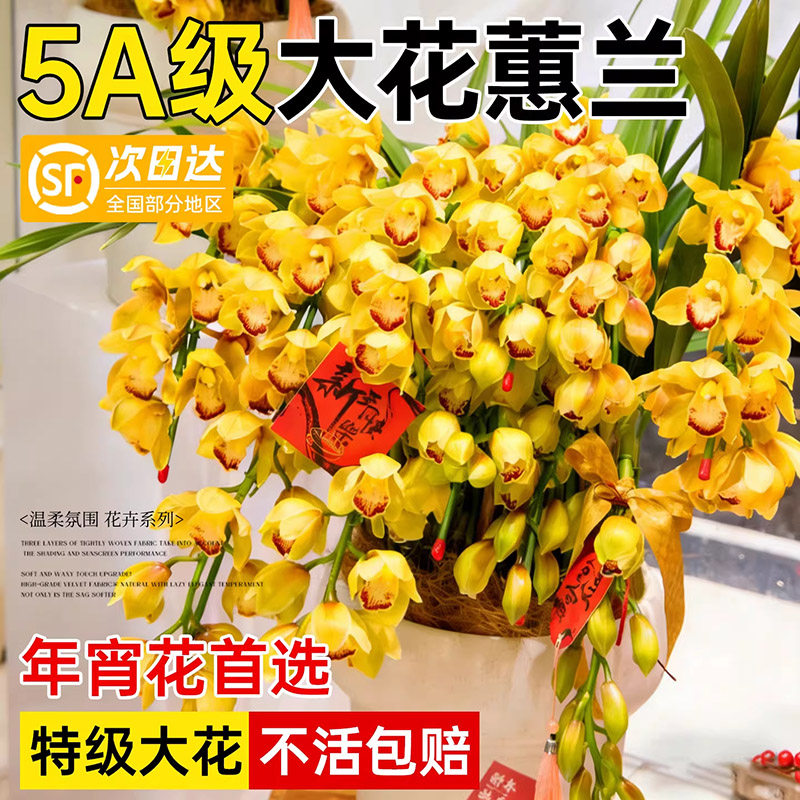 黄金岁月大花蕙兰盆栽带花苞兰花
