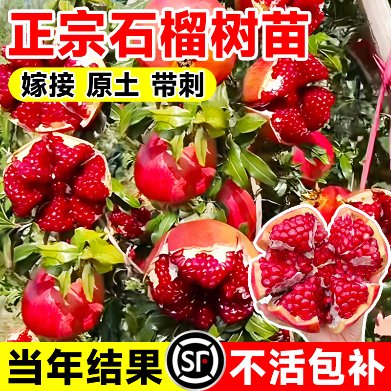 石榴树果苗果树突尼斯软籽无籽蒙阳红石榴树庭院老桩嫁接四季盆栽