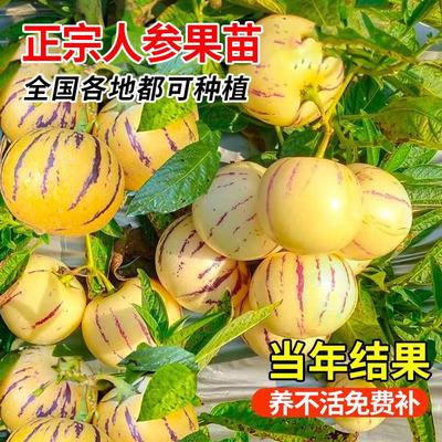 正宗人参果苗盆栽树云南带