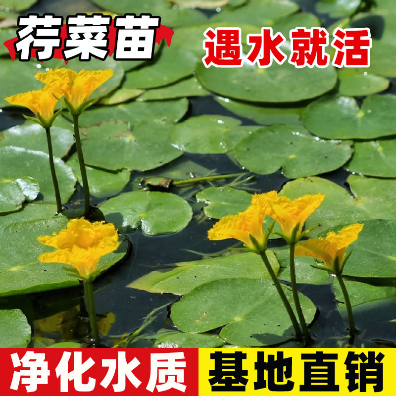 荇菜苗一叶莲黄花莕菜养鱼龟虾
