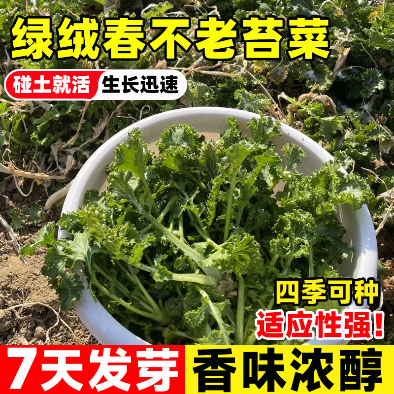 绿绒春不老苔菜种籽花叶苔菜种子