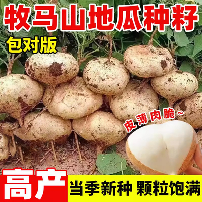 牧马山地瓜种籽早熟高产凉
