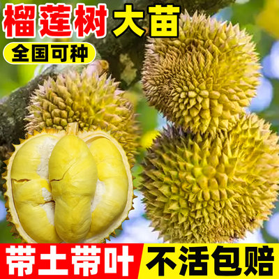 榴莲树果苗猫山王大嫁接盆