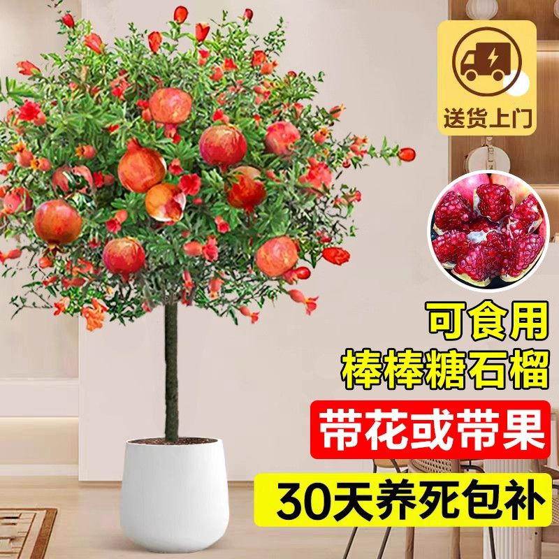 石榴树树苗庭院果树老桩室内阳台花卉盆栽南北方种植好养耐寒植物