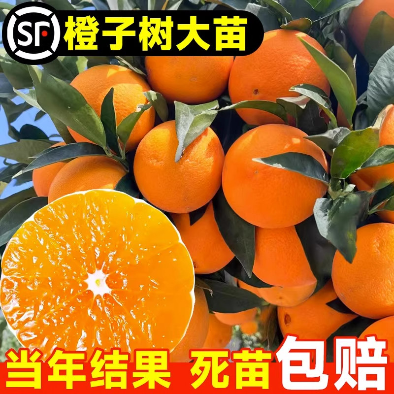 赣南脐橙树苗果冻橙子果树果苗当图片