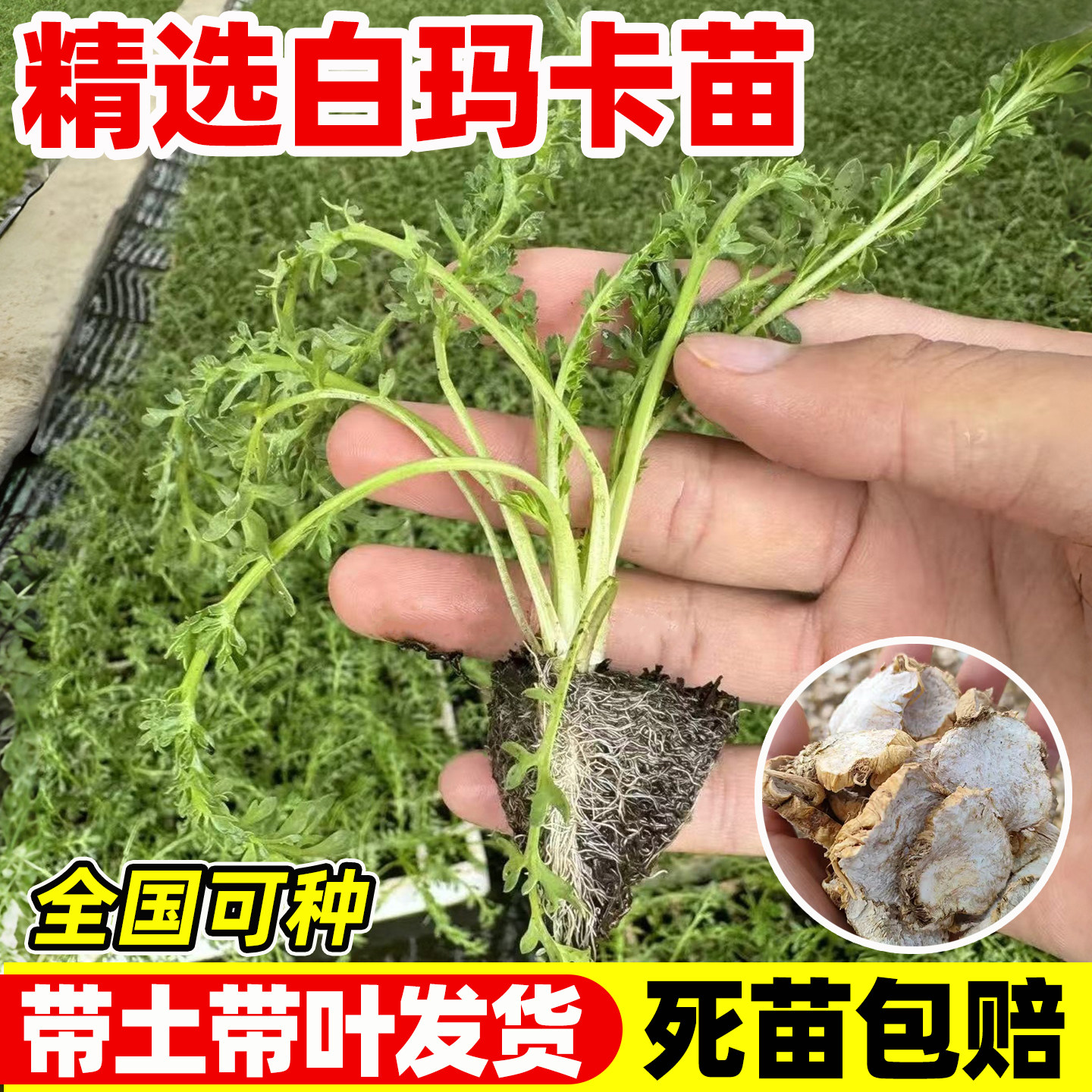 白玛卡苗秘鲁玛咖苗四季种植玛卡苗易成活可盆栽早熟高产黑玛卡苗