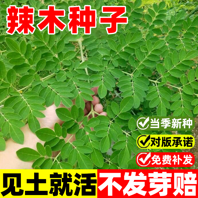 印度辣木种子精选进口特