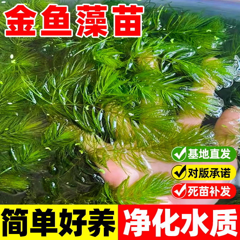 金鱼藻鱼缸水池塘造景懒人好养易