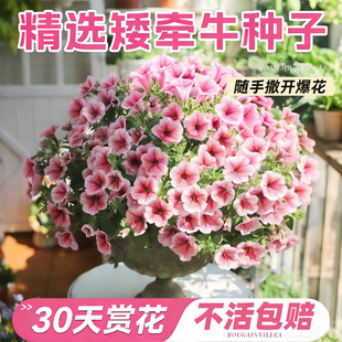 牵牛花种孑爬藤花种子花卉矮脚喇叭花种籽子见土就活室外庭院爬墙