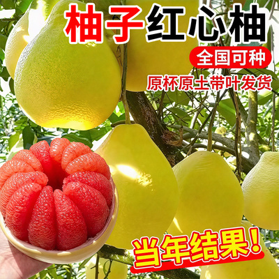 柚子红心柚柚子树果苗四季种植