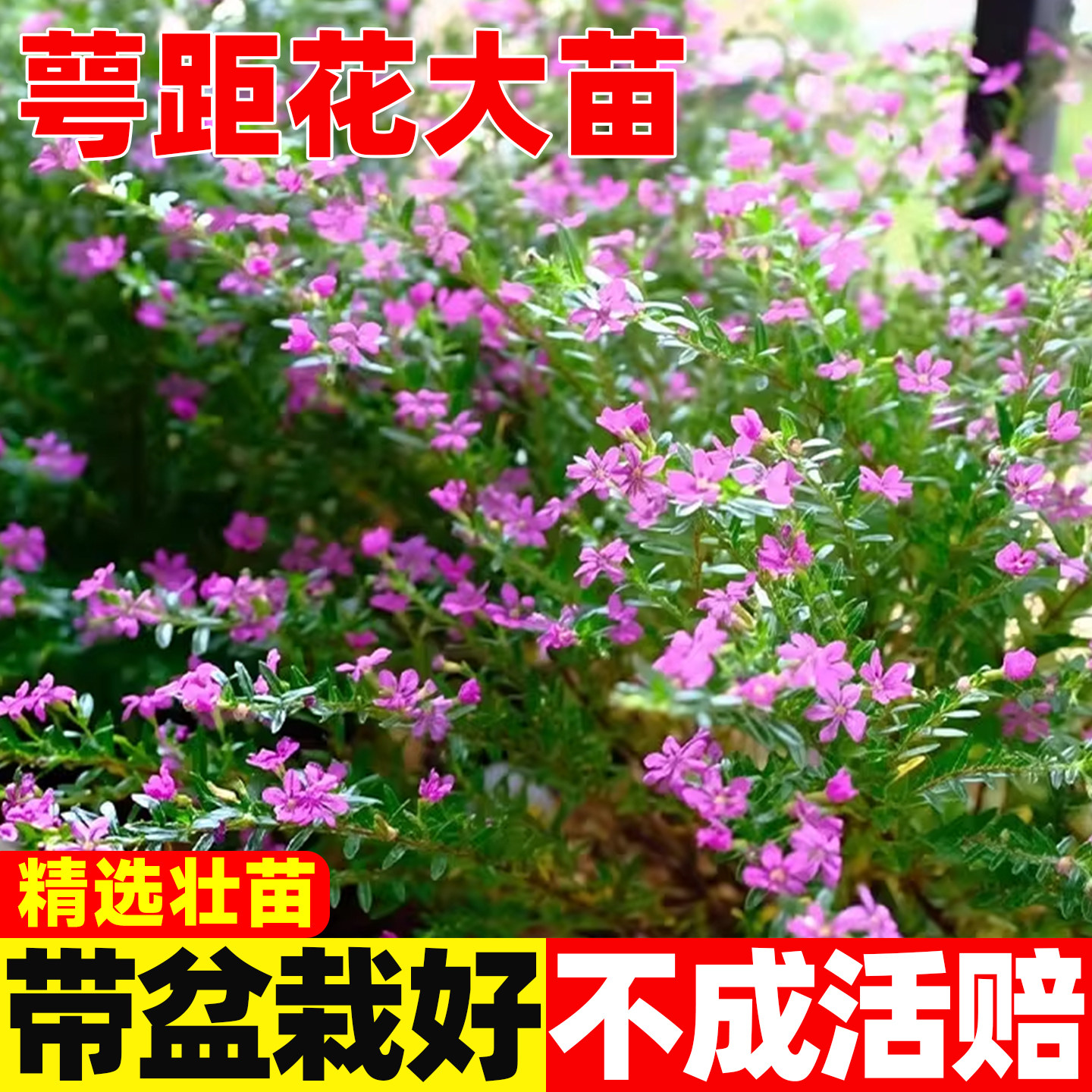 萼距花满天星细叶紫雪茄图片