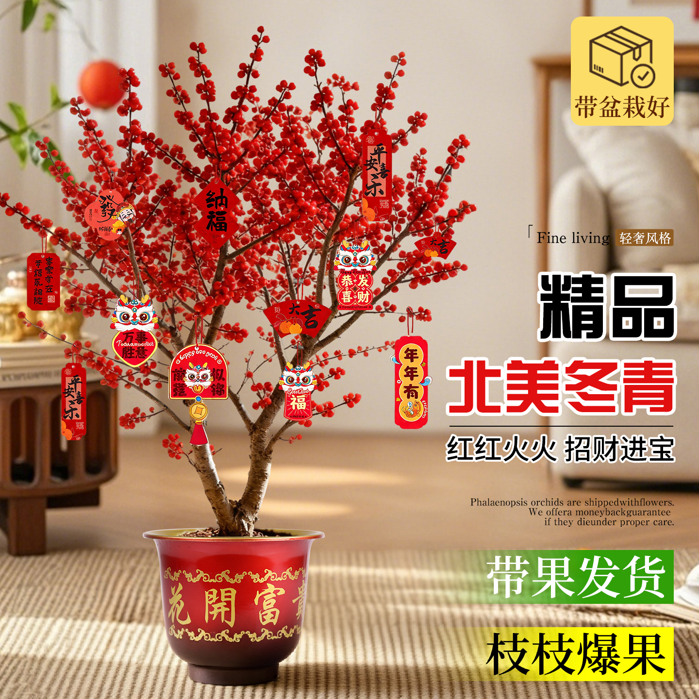 北美冬青大盆栽带果室内盆景树苗