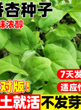 番杏种子新西兰洋菠菜种籽