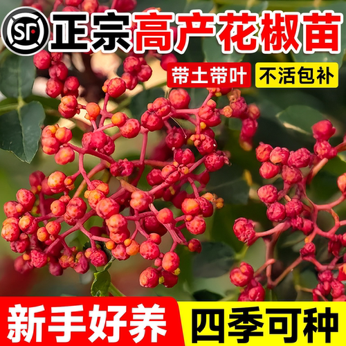 花椒树大苗当年结果食用盆