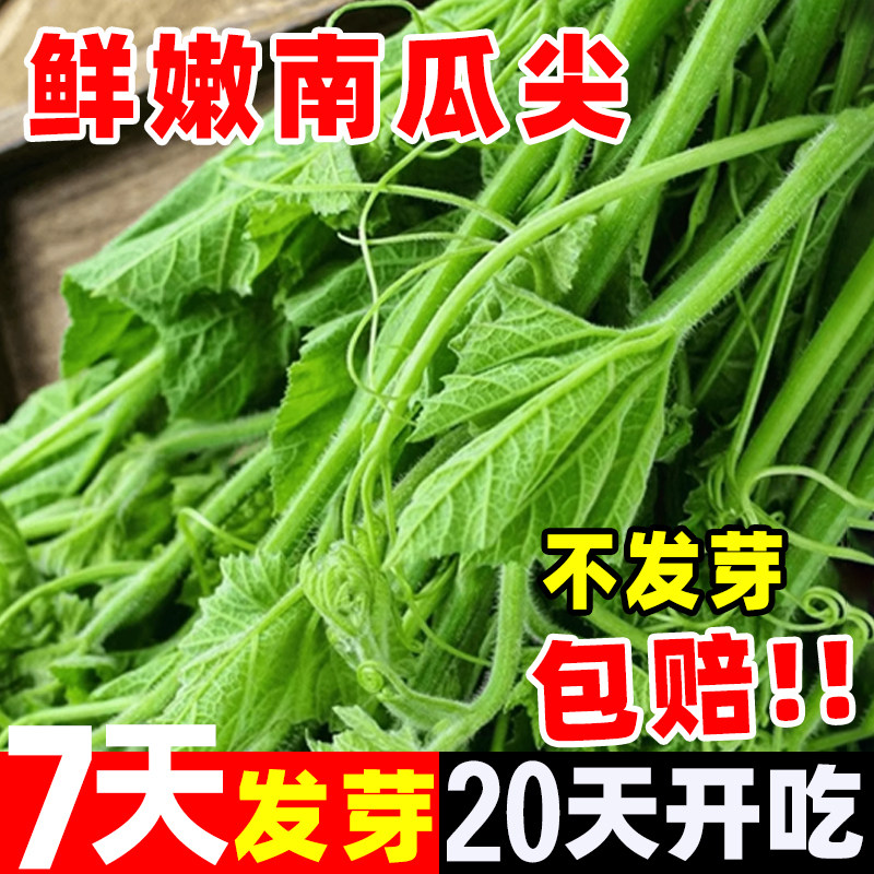 南瓜尖种孑高产南瓜种籽蔬菜种子大全阳台秋播植物盆栽四季菜籽种